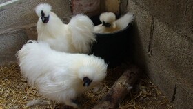 Hort de Mao Casa Vella