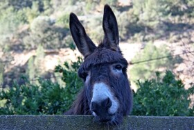 Hort de Mao Casa Vella