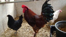 Hort de Mao Casa Vella