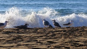 Apartamentos Royal Salguer