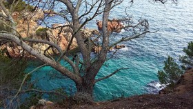 Apartamentos Royal Salguer