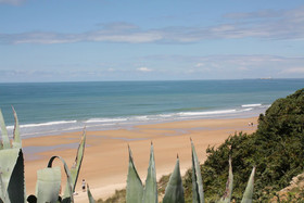 Violetas De Mar