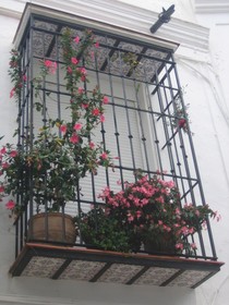 Carabeo 2000