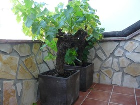 Hostal Palomares