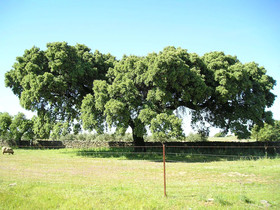 Hotel Rural Sierra de San Pedro