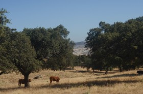 La Dehesa De Don Pedro