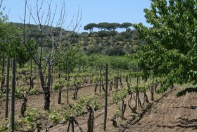 Finca El Azahar