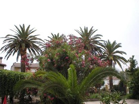 Hosteria Las Palmeras Casa Colonial
