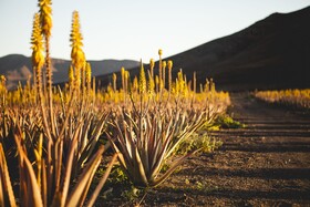 Verdeaurora Bio Farm