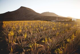 Verdeaurora Bio Farm