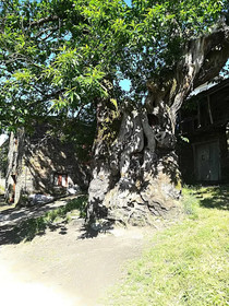 Casa Simon