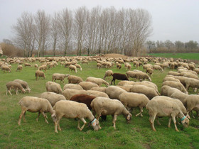 Can Carbó de les Olives