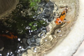 Old Chocolate Factory