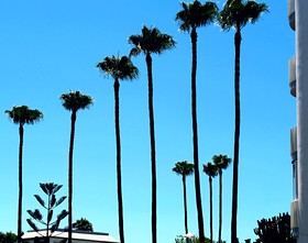 Apartamentos Tamarán