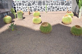 Los Cactus