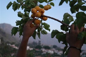 EcoTara Canary Islands