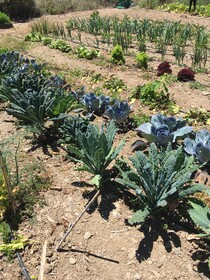 EcoTara Canary Islands