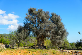 Es Mirador de Can Prats