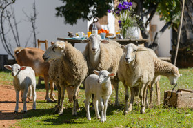 Es Mirador de Can Prats