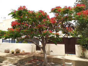 Deluxe Las Marinas Rooms