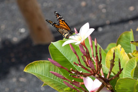 Casa Mariposa