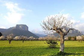 Alaró Natura Rural Suites