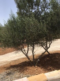 Binibasa Agroturismo