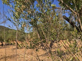 Binibasa Agroturismo