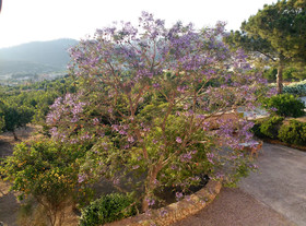 Finca Son Esteve