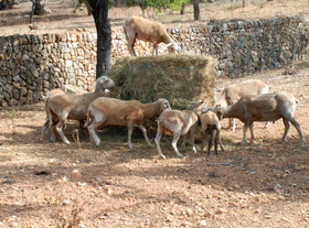 Finca Son Esteve