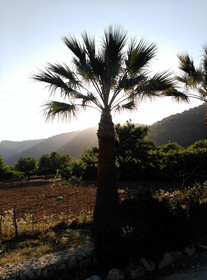 Finca Son Esteve