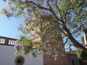Finca Son Esteve