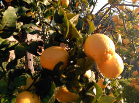 Finca Son Esteve