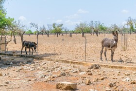 Finca Son Baulo