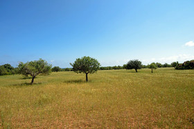 Finca Sa Pletassa