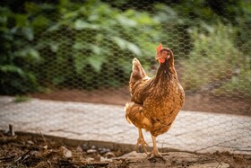 Villas & Bungalows del Lago