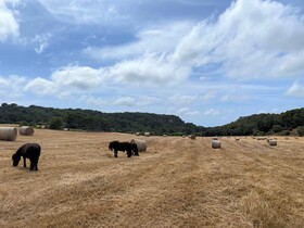 Llucatx Menorca