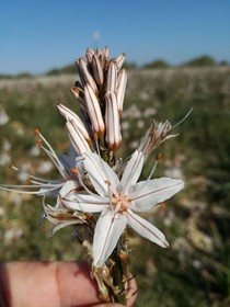 Matchani Gran
