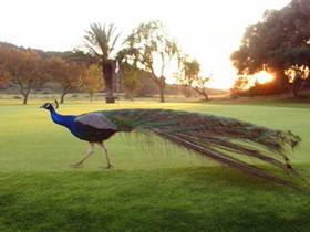 Son Parc Golf Resort