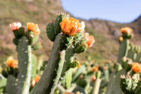Home2Book Nature Carrizales and Masca House & Wifi