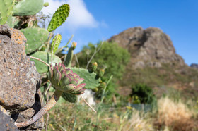Home2Book Nature Carrizales and Masca House & Wifi