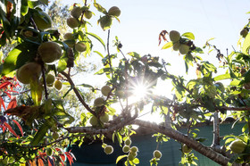 Home2Book Luxury Villa Luna de Tacoronte Pool