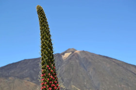 Duplex De Lujo La Pintadera Canaria