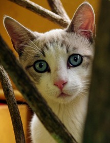 Villa Maria Tegueste