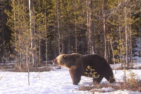 Bear Centre