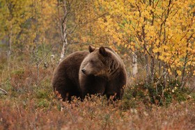 Bear Centre
