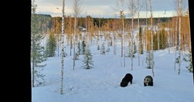 Bear Centre