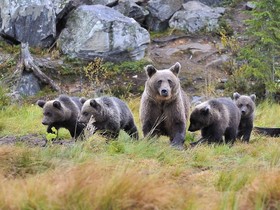 Bear Centre