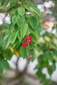 Lomani Island Resort Fiji