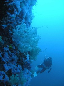 Dolphin Bay Divers Retreat